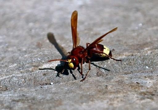 Asian hornets alert in Belgium: warning to beekeepers