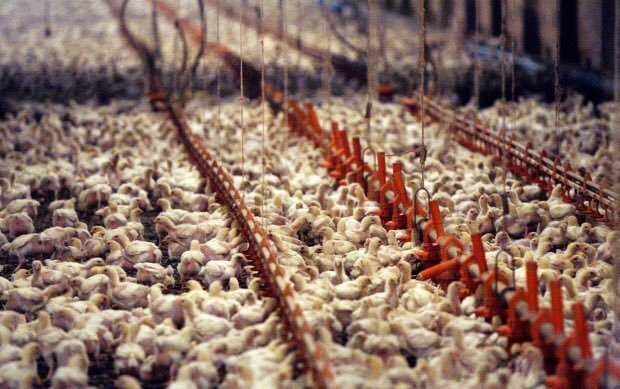 Ten million chickens are slaughtered without being stunned every year
