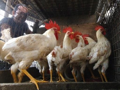 A new case of the H5N8 virus detected on a breeding farm in Wangenies