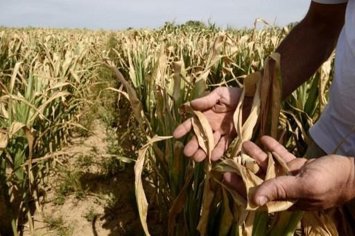 Concerns high in the agricultural sector due to drought