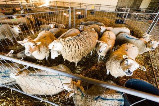 Flemish Parliament voting on ban on slaughter without stunning, to take effect as early as 2019