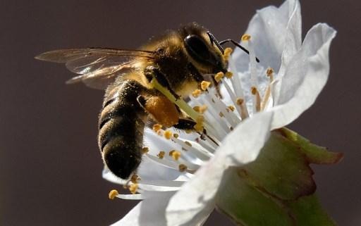 Flanders, Wallonia and Brussels club together to save bees