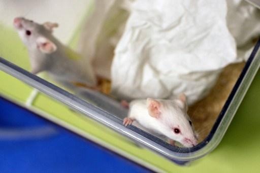 Scientific community concerns about animal experiments in Wallonia
