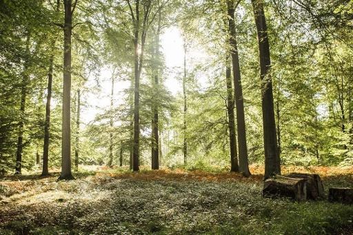 Soignes Forest recognised as a UNESCO world heritage site