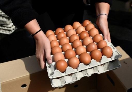 Polluted eggs – Ecologists ask Wallonia’s government for more measures