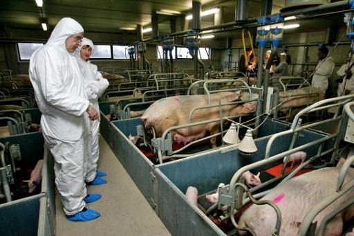 Belgium’s pig production sinks to historic low