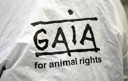 Slaughter without stunning: Gaia loses case against Afsca