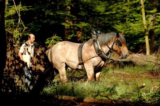 Horse logger a job disappearing in Wallonia