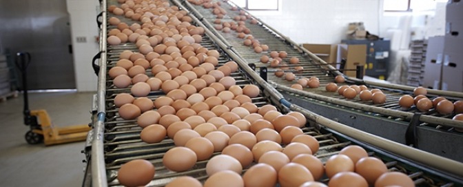 Contaminated eggs: The current crisis had already been discovered in May