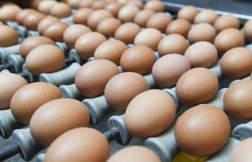 Contaminated eggs: AFSCA brings 14 further poultry operations to standstill