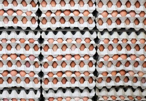 Fipronil fallout: Egg prices still high
