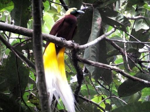 Belgian bird lover identifies new species in Indonesia