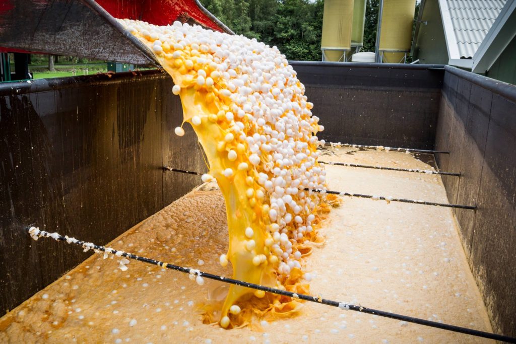 “Fipronil eggs – more than 77 million eggs in total destroyed in Belgium