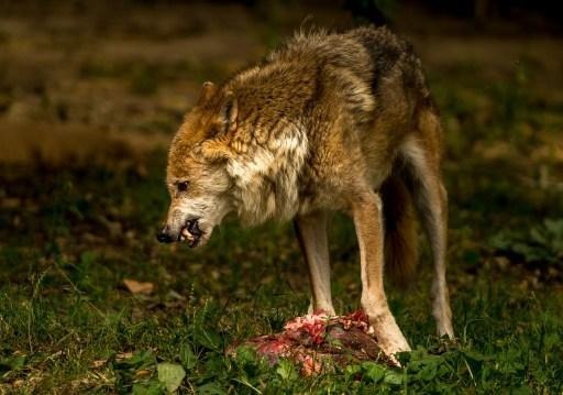 Signs of a possible wolf presence in Antwerp region