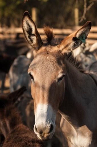 Flemish Government Animal Welfare Inspectorate seizes around 20 donkeys