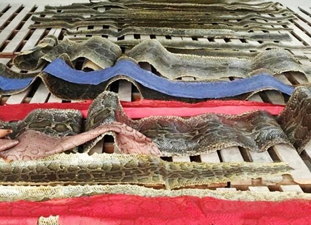 Trafficking of reptile skins intended for biker gang jackets
