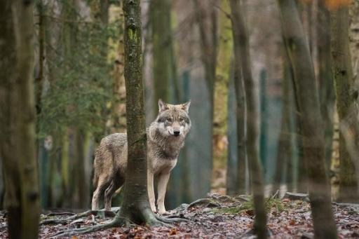 The presence of a wolf reported in Ardenne