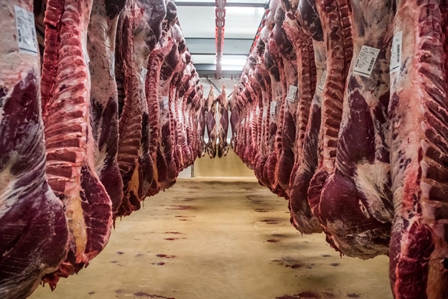 Veviba – The N-VA wants a thorough inquiry after the revelations about a Flemish abattoir