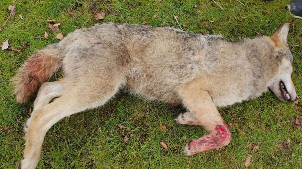 Two ewes die in Limburg, a wolf found dead on the side of the road
