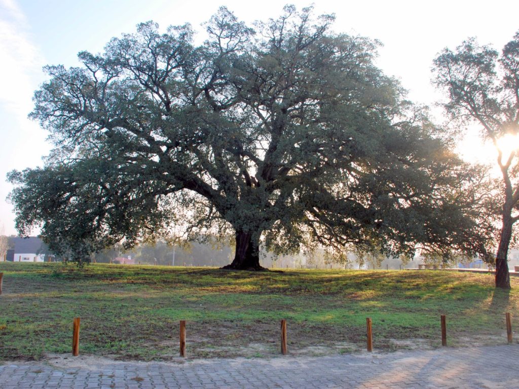 Portuguese cork oak crowned “European tree of the year”