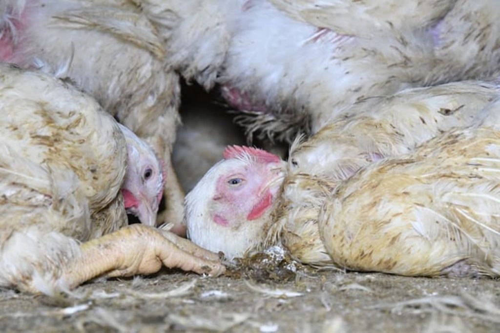Gaia film shows broilers raised in abusive conditions on industrial farms in Flanders