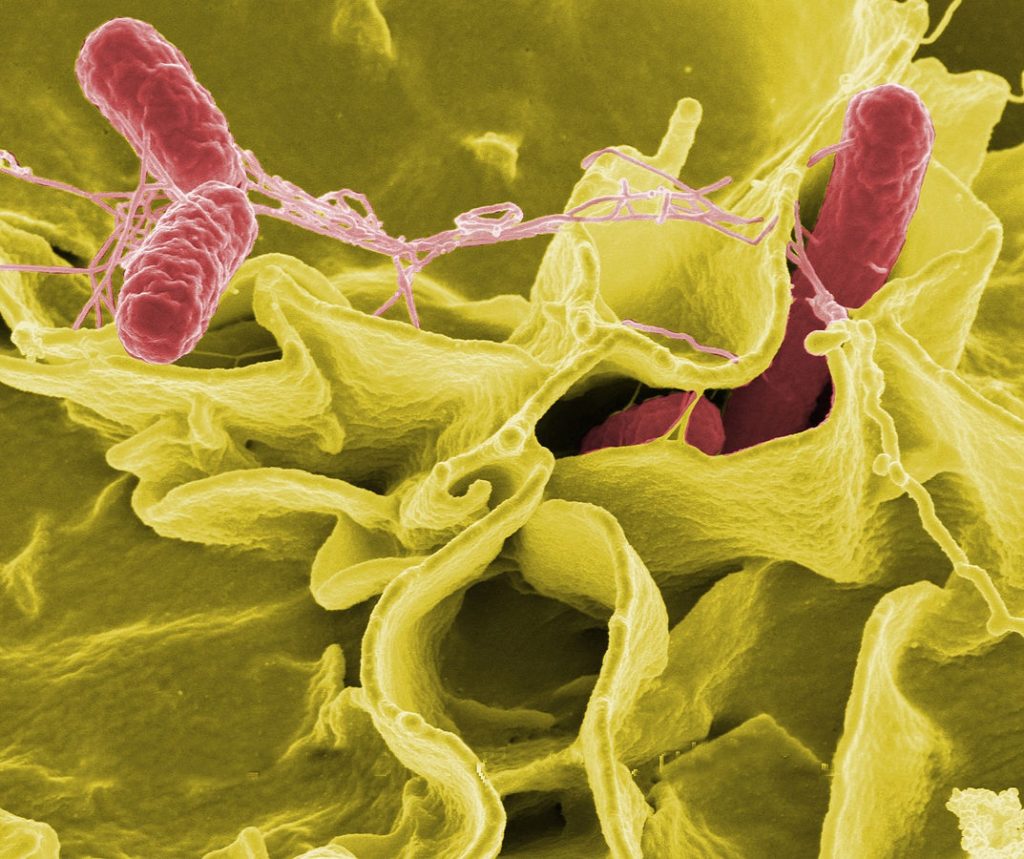 118 children from 37 schools infected with salmonella, caterer closed down