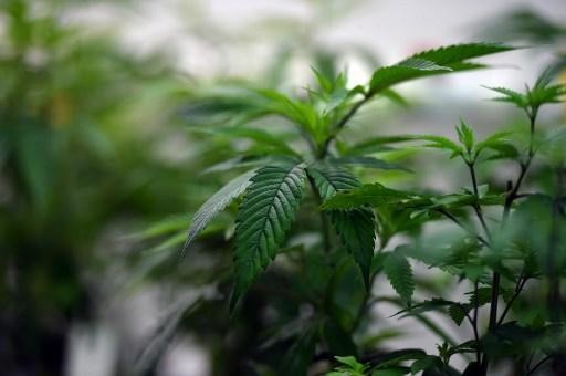 Limburg may have first therapeutic cannabis plantation