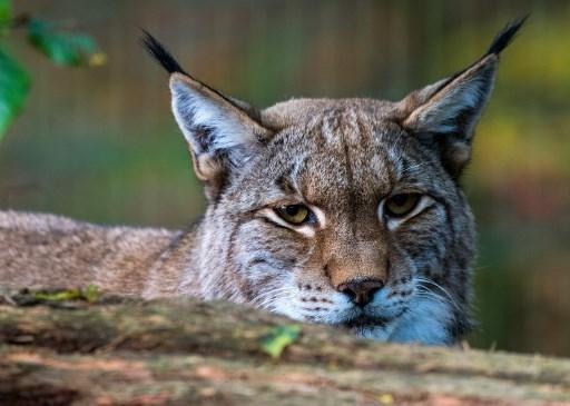 Lynx may have been glimpsed in Flanders