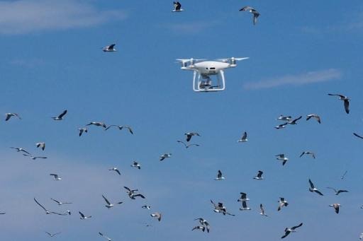 Drone economy to generate 1,000 jobs in two years