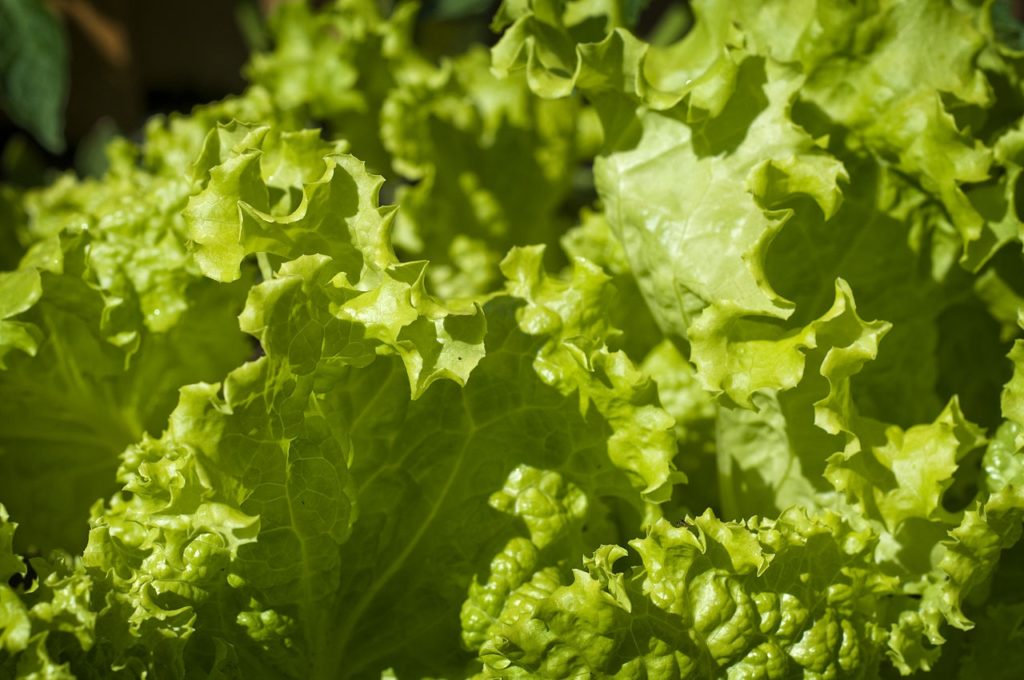 Salad is latest suspect in schools salmonella outbreak