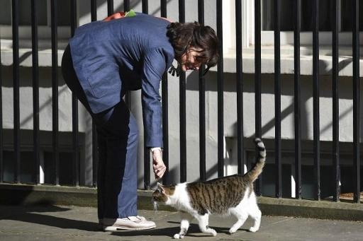 Wallonia moves to reduce stray cat population