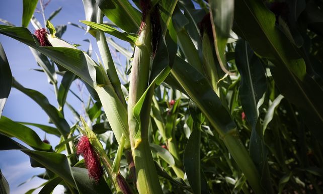 Agriculture minister approves "secret" GMO maize project