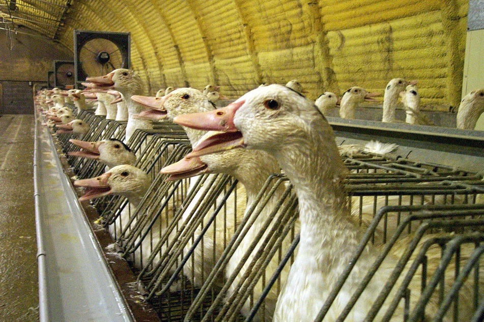 Flanders will ban force-feeding and fur-farming