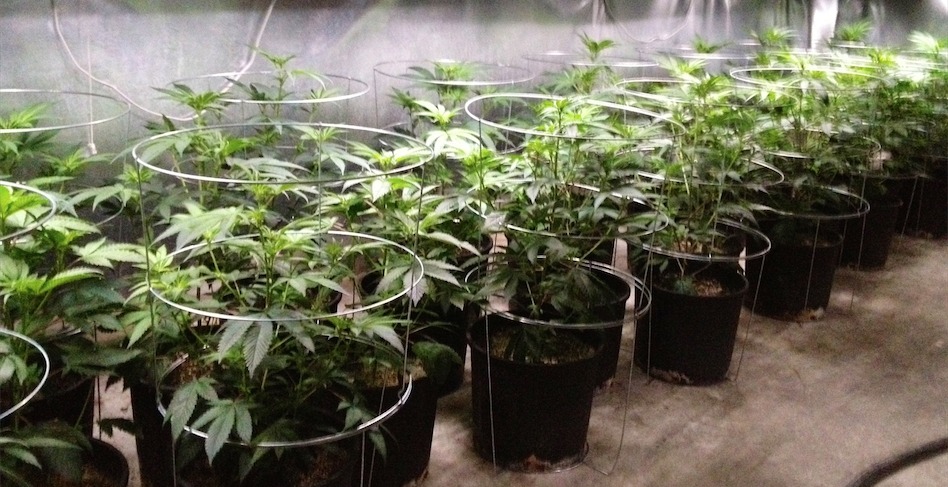 Thirty-month suspended sentence for the “gardener’’ of 1,400 cannabis plants