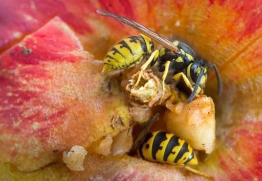 Nature conservation organisation warns “Be careful not to confuse the wasp and the bee”
