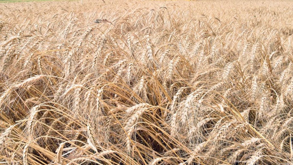 Dry weather will be disaster for harvest