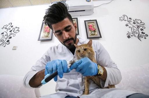 Sharp increase in candidates for veterinary studies orientation exam