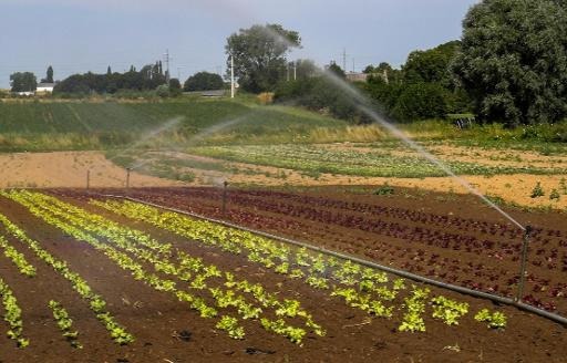Belgium tops EU countries for highest level of toxic pesticides in fruit and vegetables