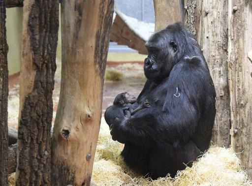 Baby gorilla expected in Antwerp Zoo in December