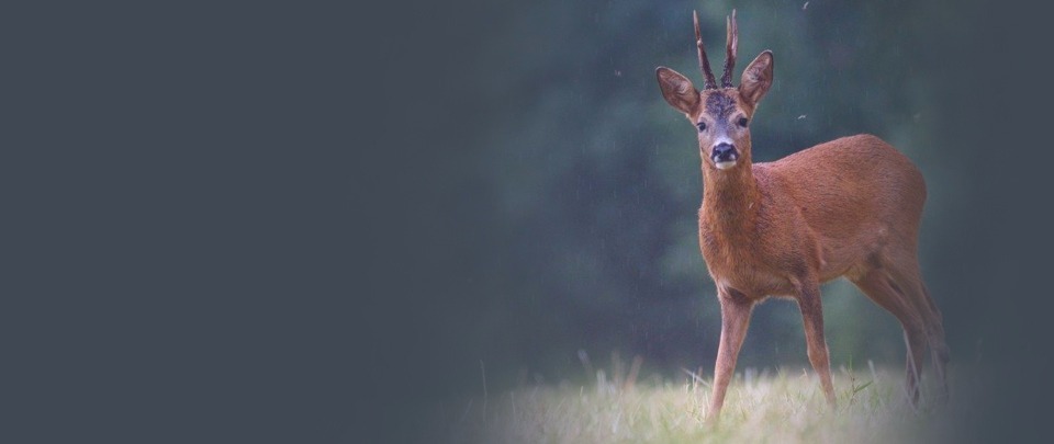 Hunters’ association warns of hormone-excited deer on roads
