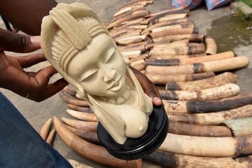 Over 300 kgs of ivory collected in Health Department campaign