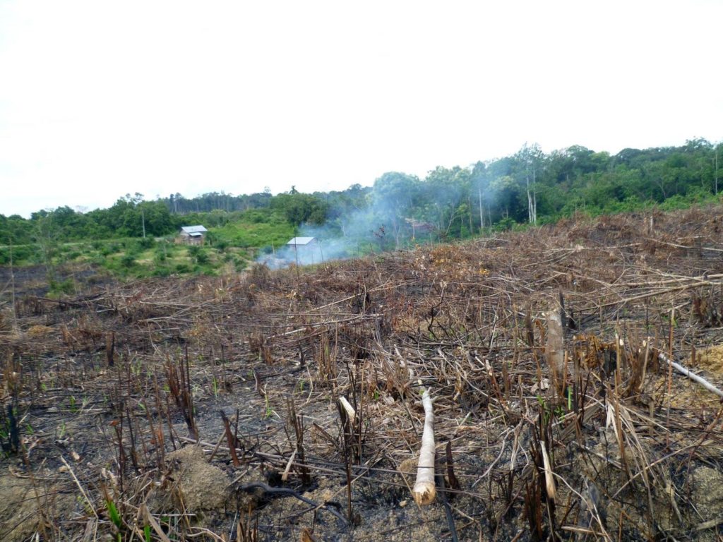 Greenpeace denounces multinational lies on palm oil use