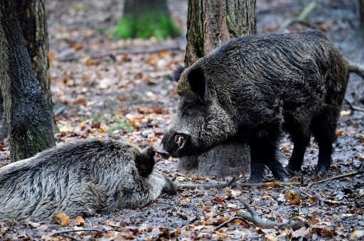 Three more boars found dead with African swine fever
