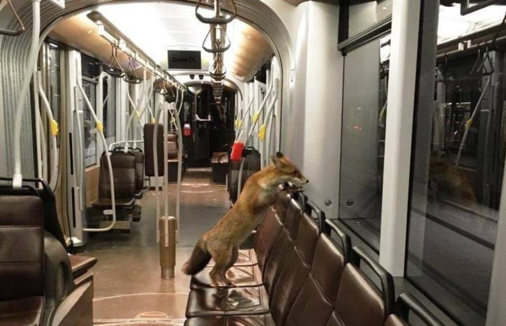 Photo of fox on tram goes viral