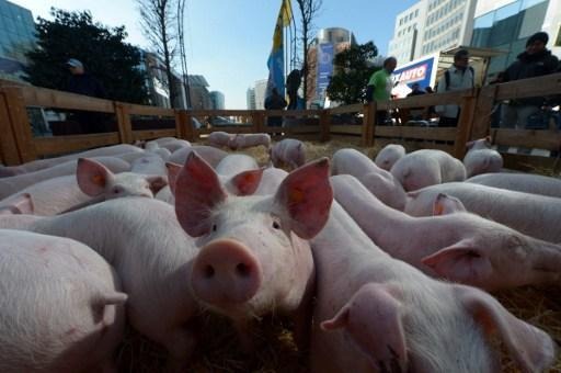 Six countries suspend pork imports from Belgium