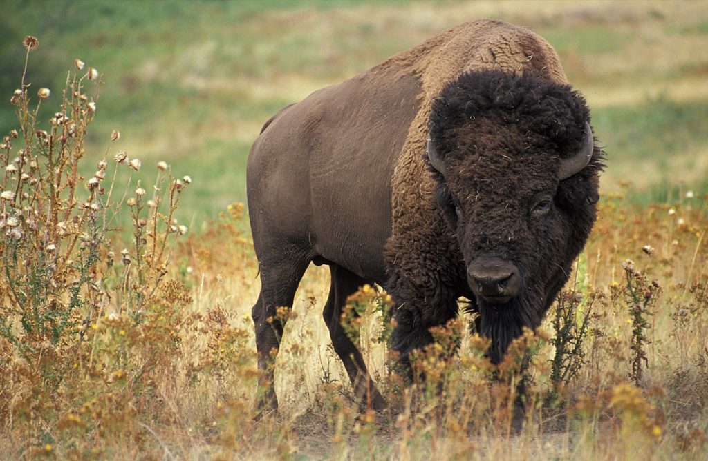 American bison as house-pet? No problem, says Walloon government