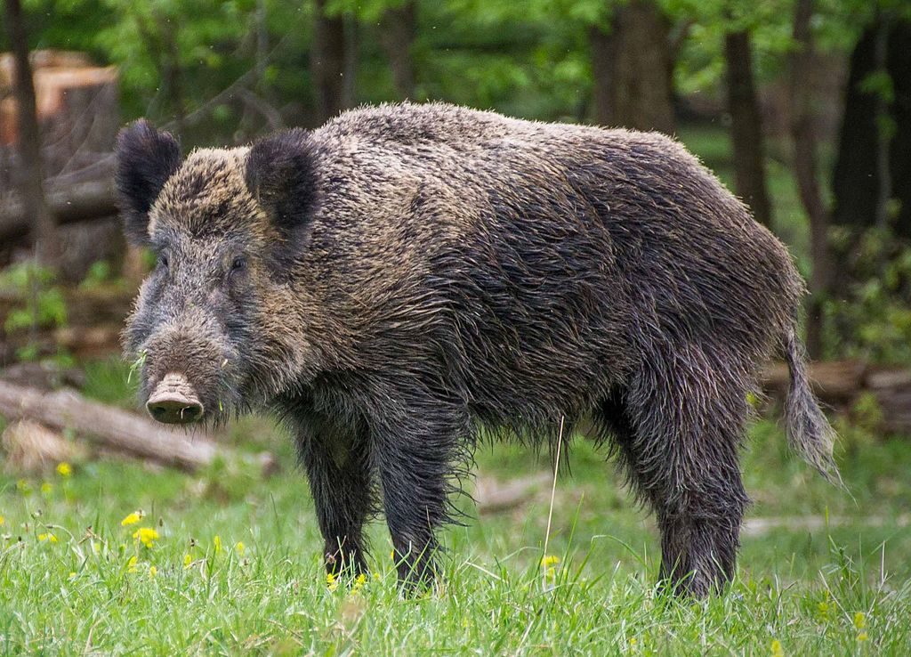 Army snipers brought in to take out infected wild boar