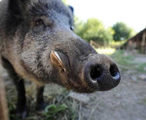 Number of wild boars infected with African swine fever jumps to 70