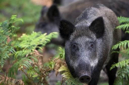 Number of wild boars infected by African swine fever risen to 32
