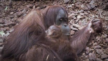 Baby orangutan born in Pairi Daiza Park, Brugelette